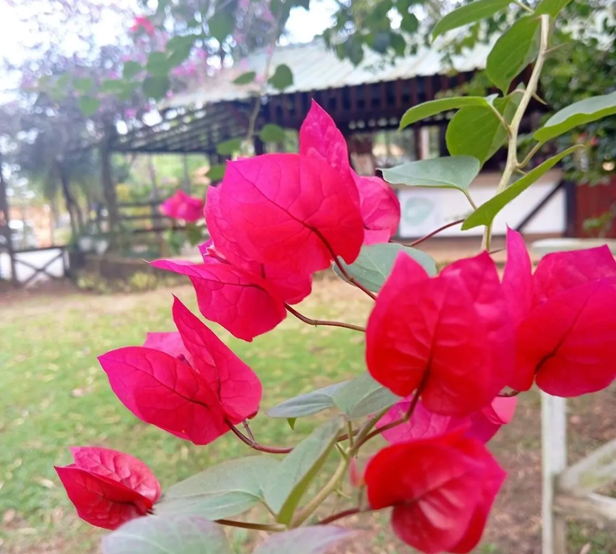 Apartment Chalet Thevenin Art Accommodation Jarabacoa Dominican Republic